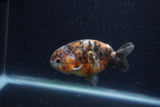 Juvenile Ranchu  Calico 3.5 Inch (ID#1220R9b-48) Free2Day SHIPPING