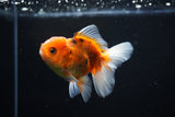 Juvenile Thai Oranda  Calico 4 Inch (ID#1108To13b-90) Free2Day SHIPPING