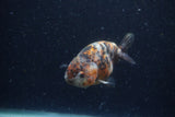 Juvenile Ranchu  Calico 3.5 Inch (ID#1220R9b-48) Free2Day SHIPPING