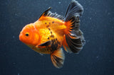 Thai Oranda  Red Black 5 Inch (ID#404T6c-121)