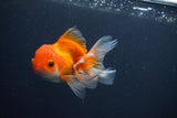 Juvenile Thai Oranda  Red White 4 Inch (ID#1015To13b-88) Free2Day SHIPPING