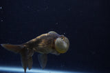 Bubble Eye  Calico 4 Inch (ID#228Be12c-97) Free2Day SHIPPING