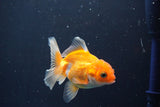 Juvenile Thai Oranda  Red White 3 Inch (ID#1008To13b-96) Free2Day SHIPPING