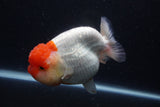 Jumbo Lionchu  Red White 5.5 Inch (ID#1231R12a-20)