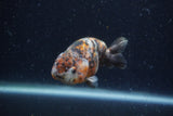 Juvenile Ranchu  Calico 3.5 Inch (ID#1220R9b-48) Free2Day SHIPPING