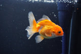 Juvenile Thai Oranda  Red White 3 Inch (ID#1008To13b-96) Free2Day SHIPPING