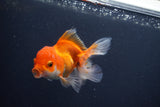 Juvenile Thai Oranda  Red White 4 Inch (ID#1015To13b-88) Free2Day SHIPPING