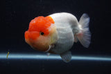 Jumbo Lionchu  Red White 5.5 Inch (ID#1231R12a-20)