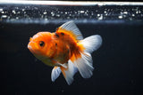 Juvenile Thai Oranda  Calico 4 Inch (ID#1108To13b-90) Free2Day SHIPPING