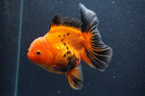 Thai Oranda  Red Black 5 Inch (ID#404T6c-121)