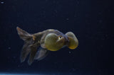 Bubble Eye  Calico 4 Inch (ID#228Be12c-97) Free2Day SHIPPING