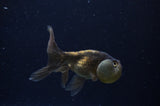 Bubble Eye  Calico 4 Inch (ID#228Be12c-97) Free2Day SHIPPING