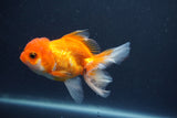 Juvenile Thai Oranda  Red White 4 Inch (ID#1015To13b-88) Free2Day SHIPPING