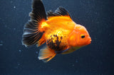 Thai Oranda  Red Black 5 Inch (ID#404T6c-121)