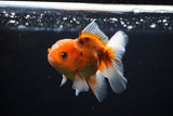 Juvenile Thai Oranda  Calico 4 Inch (ID#1108To13b-90) Free2Day SHIPPING