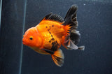 Thai Oranda  Red Black 5 Inch (ID#404T6c-121)