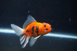 Thai Oranda  Calico 3 Inch (ID#1004ToPTA-39) Free2Day SHIPPING