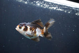 Juvenile Thai Oranda  Tricolor 3 Inch (ID#1008To13b-97) Free2Day SHIPPING