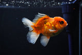 Juvenile Thai Oranda  Calico 4 Inch (ID#1108To13b-90) Free2Day SHIPPING