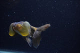 Bubble Eye  Calico 4 Inch (ID#228Be12c-97) Free2Day SHIPPING