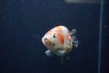 Juvenile Ranchu  Calico 3.5 Inch (ID#1220R9b-49) Free2Day SHIPPING