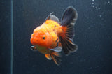 Thai Oranda  Red Black 5 Inch (ID#404T6c-121)