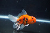 Thai Oranda  Calico 3 Inch (ID#1004ToPTA-39) Free2Day SHIPPING