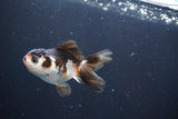 Juvenile Thai Oranda  Tricolor 3 Inch (ID#1008To13bPT4-97) Free2Day SHIPPING