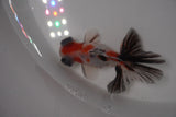 Butterfly  Calico 3.5 Inch (ID#1231B8b-45) Free2Day SHIPPING