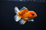 Juvenile Thai Oranda  Calico 4 Inch (ID#1108To13b-90) Free2Day SHIPPING