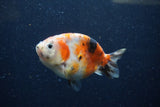 Juvenile Ranchu  Calico 3.5 Inch (ID#1220R9b-49) Free2Day SHIPPING