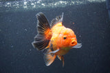 Thai Oranda  Red Black 5 Inch (ID#404T6c-121)