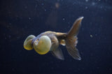 Bubble Eye  Calico 4 Inch (ID#228Be12c-97) Free2Day SHIPPING