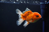 Juvenile Thai Oranda  Calico 4 Inch (ID#1108To13b-90) Free2Day SHIPPING