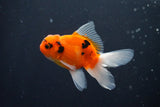 Thai Oranda  Calico 3 Inch (ID#1004ToPTA-39) Free2Day SHIPPING