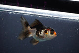 Juvenile Thai Oranda  Tricolor 3 Inch (ID#1008To13b-97) Free2Day SHIPPING