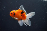 Thai Oranda  Calico 3 Inch (ID#1004ToPTA-39) Free2Day SHIPPING