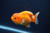 Juvenile Lionchu  Red White 3.5 Inch (ID#1227R11a-7) Free2Day SHIPPING