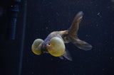 Bubble Eye  Calico 4 Inch (ID#228Be12c-97) Free2Day SHIPPING