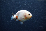 Baby Ranchu  Calico 2.5 Inch (ID#1206R9c-45) Free2Day SHIPPING