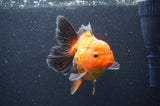 Thai Oranda  Red Black 5 Inch (ID#404T6c-121)