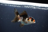 Juvenile Thai Oranda  Tricolor 3 Inch (ID#1008To13b-97) Free2Day SHIPPING