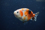 Juvenile Ranchu  Calico 3.5 Inch (ID#1220R9b-49) Free2Day SHIPPING