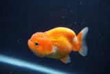 Juvenile Lionchu  Red White 3.5 Inch (ID#1227R11a-7) Free2Day SHIPPING