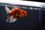 Thai Oranda  Calico 3 Inch (ID#1004ToPTA-39) Free2Day SHIPPING