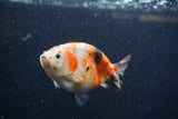 Juvenile Ranchu  Calico 3.5 Inch (ID#1220R9b-49) Free2Day SHIPPING