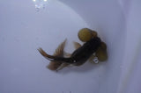 Bubble Eye  Calico 4 Inch (ID#228Be12c-97) Free2Day SHIPPING