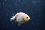 Baby Ranchu  Calico 2.5 Inch (ID#1206R9c-45) Free2Day SHIPPING