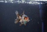 Juvenile Thai Oranda  Tricolor 3 Inch (ID#1008To13bPT4-97) Free2Day SHIPPING