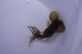 Bubble Eye  Calico 4 Inch (ID#228Be12c-97) Free2Day SHIPPING